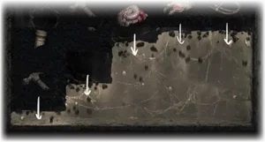 Ground Tremor in Love Nest